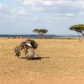 TZA MAR SerengetiNP 2016DEC24 NyamaraKopjes 003 : 2016, 2016 - African Adventures, Africa, Date, December, Eastern, Mara, Month, Nyamara Kopjes, Places, Serengeti National Park, Tanzania, Trips, Year